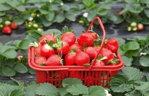 草莓种植爆料视频大全下载,爆款视频大全深度解析  第2张